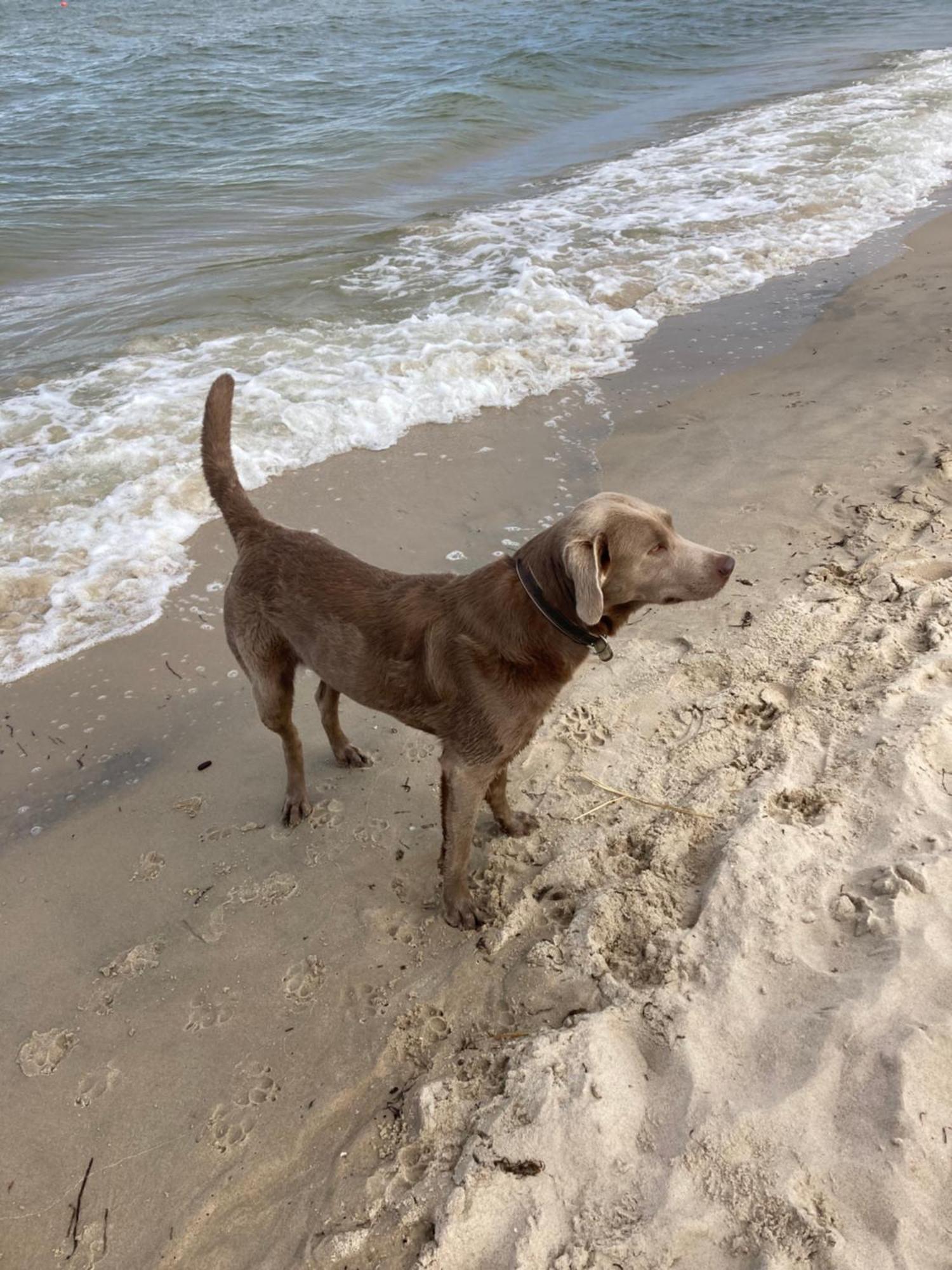 Reet Am Strand Mit Hund Karlshagen Exteriör bild
