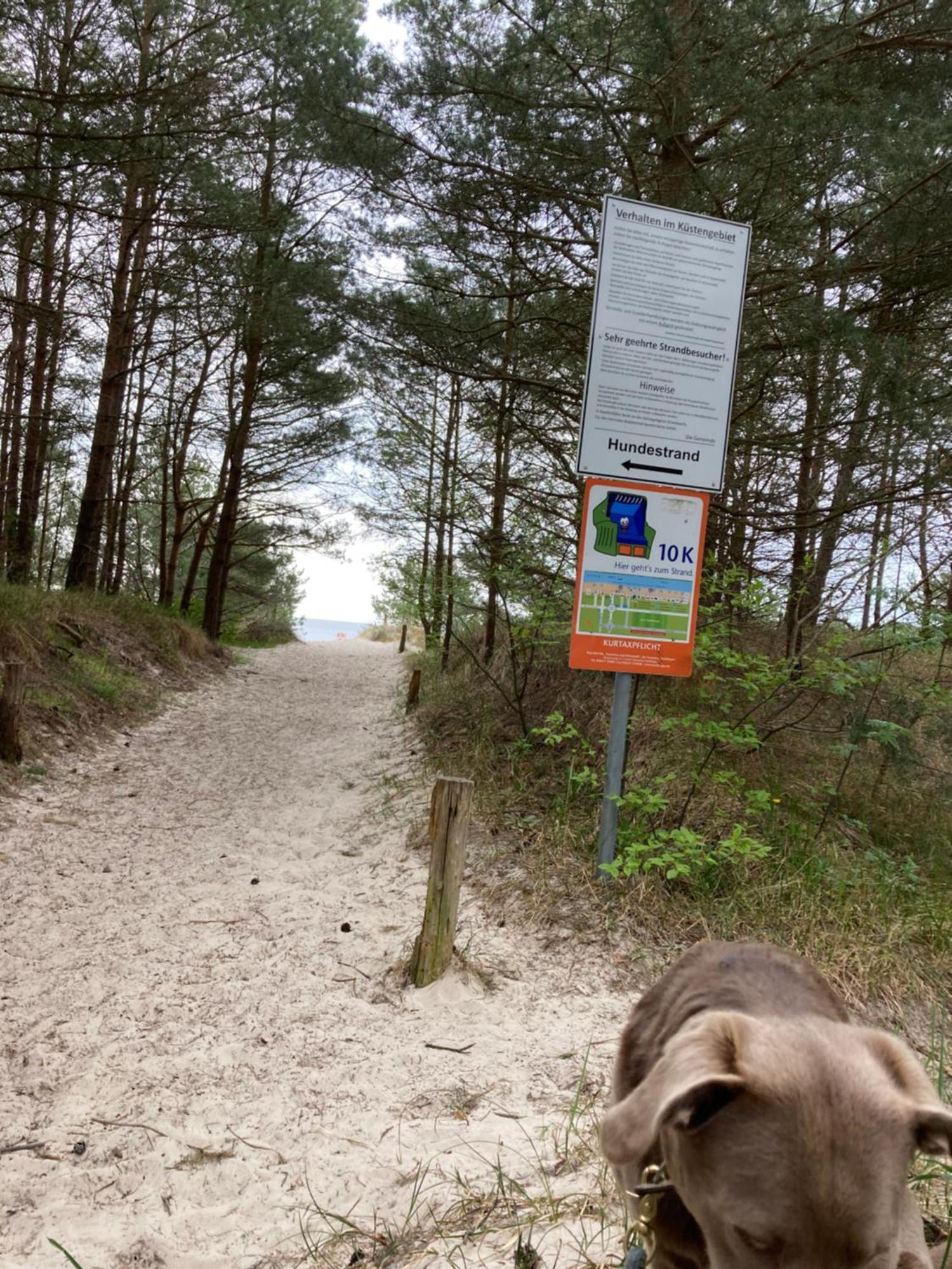 Reet Am Strand Mit Hund Karlshagen Exteriör bild