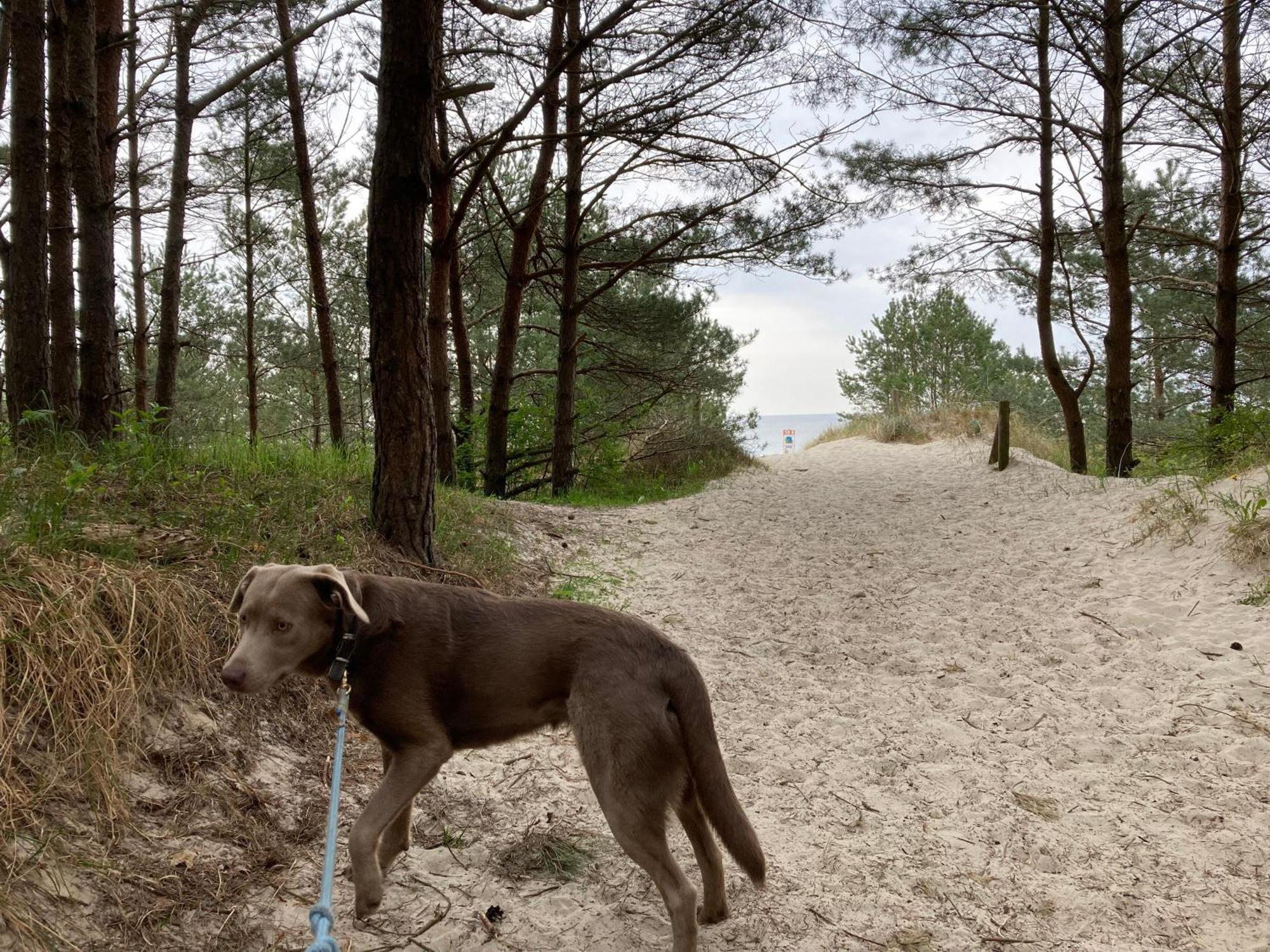 Reet Am Strand Mit Hund Karlshagen Exteriör bild