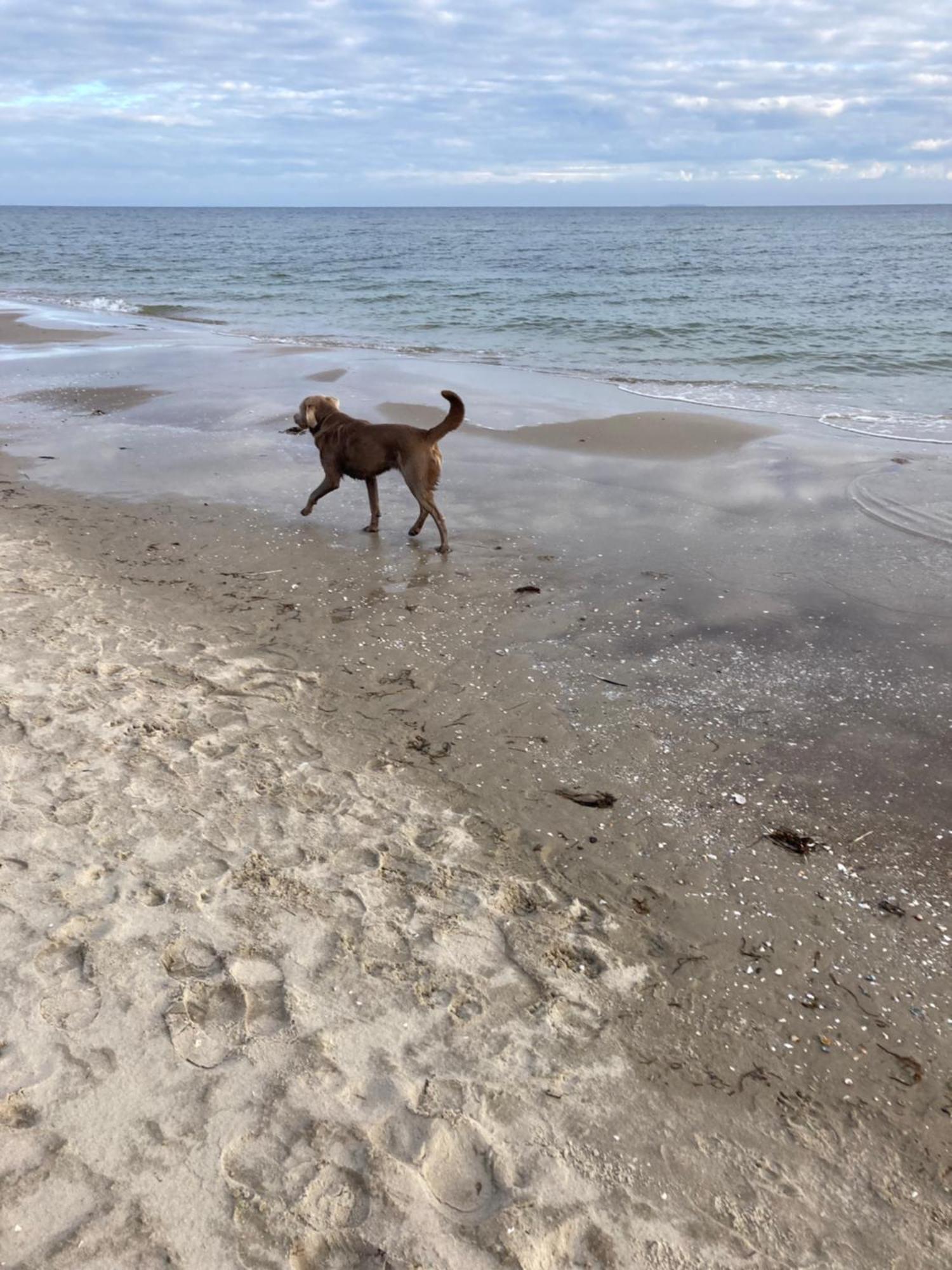 Reet Am Strand Mit Hund Karlshagen Exteriör bild