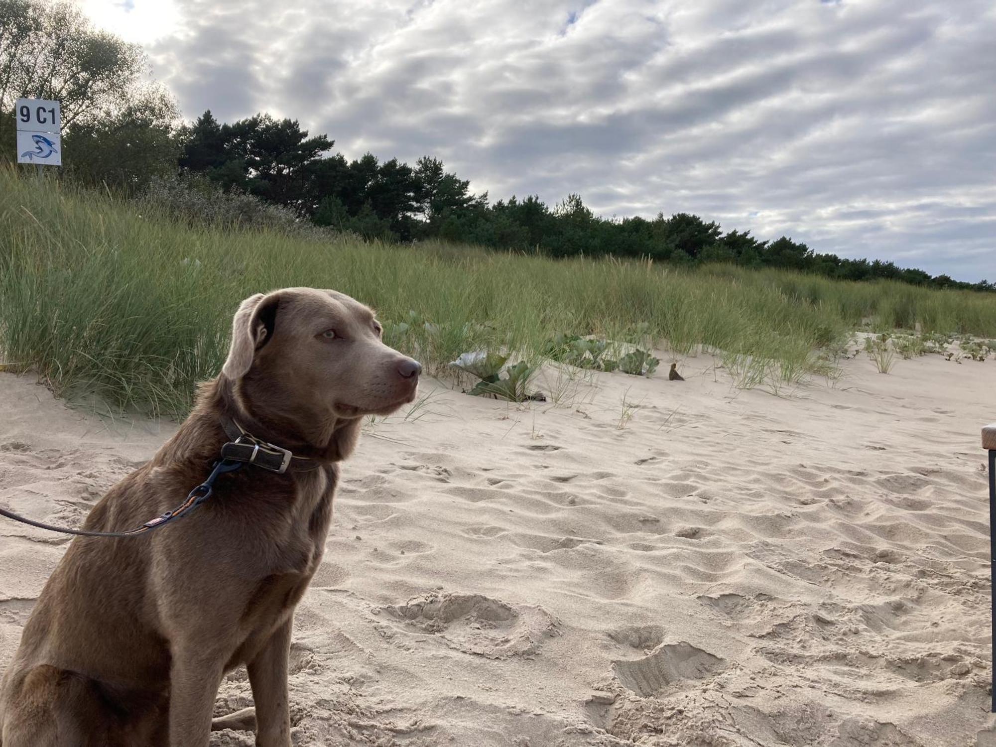 Reet Am Strand Mit Hund Karlshagen Exteriör bild
