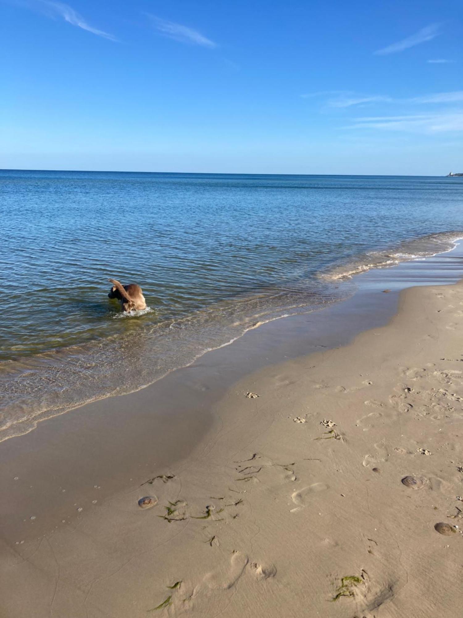 Reet Am Strand Mit Hund Karlshagen Exteriör bild