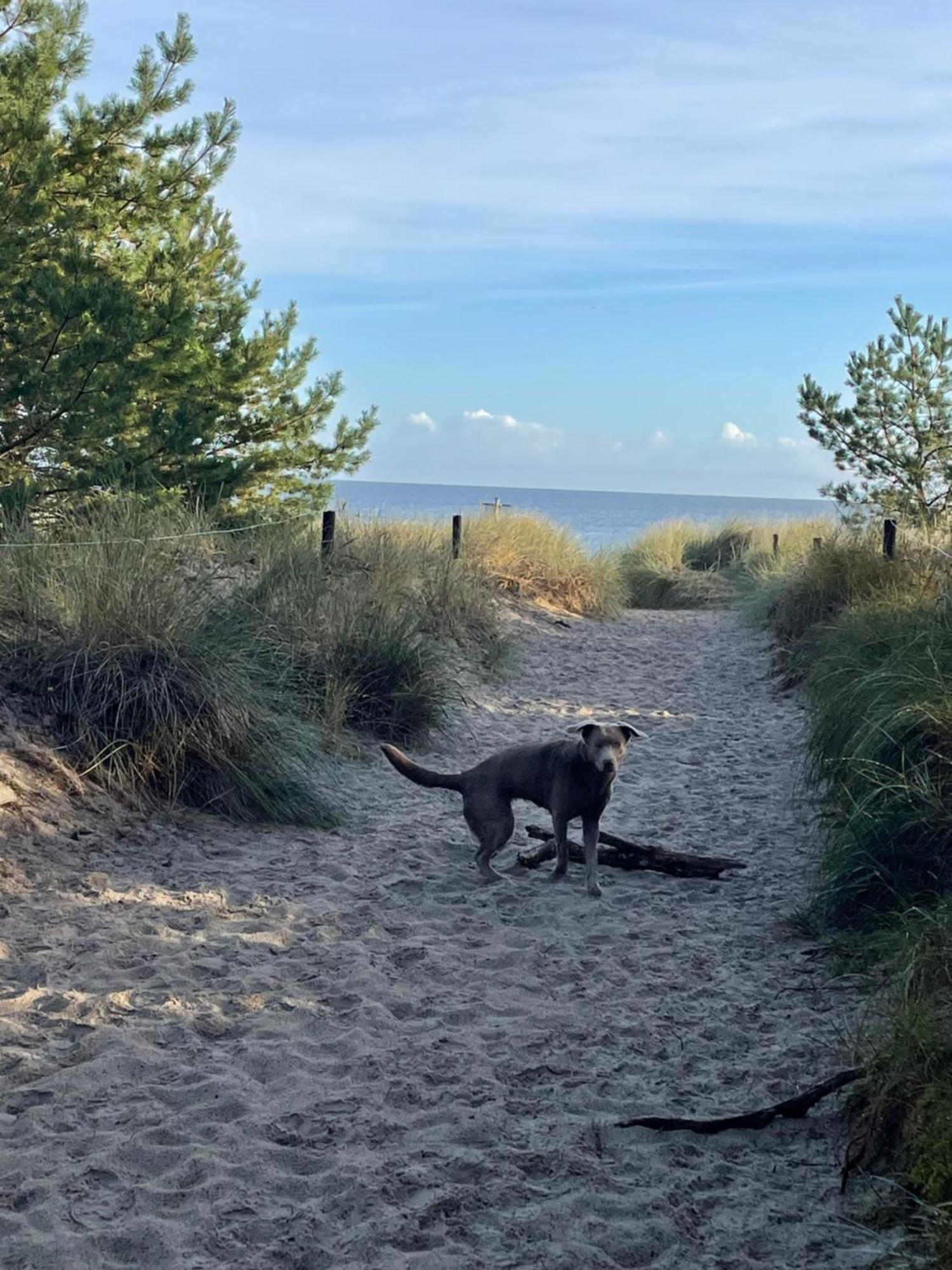 Reet Am Strand Mit Hund Karlshagen Exteriör bild